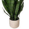 25" Green Snake Plant in Cement Pot - view 3 of 3