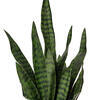 25" Green Snake Plant in Cement Pot - view 2 of 3