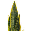 20.5" Green/Yellow Snake Plant Ceramic - view 2 of 4