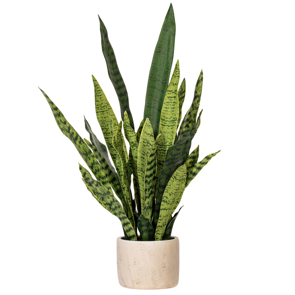28" Green Snake Plant in Gray Cement Pot