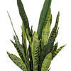 28" Green Snake Plant in Gray Cement Pot - view 2 of 3
