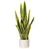 28" Green/Yellow Snake Plant Cement Pot - view 1 of 5