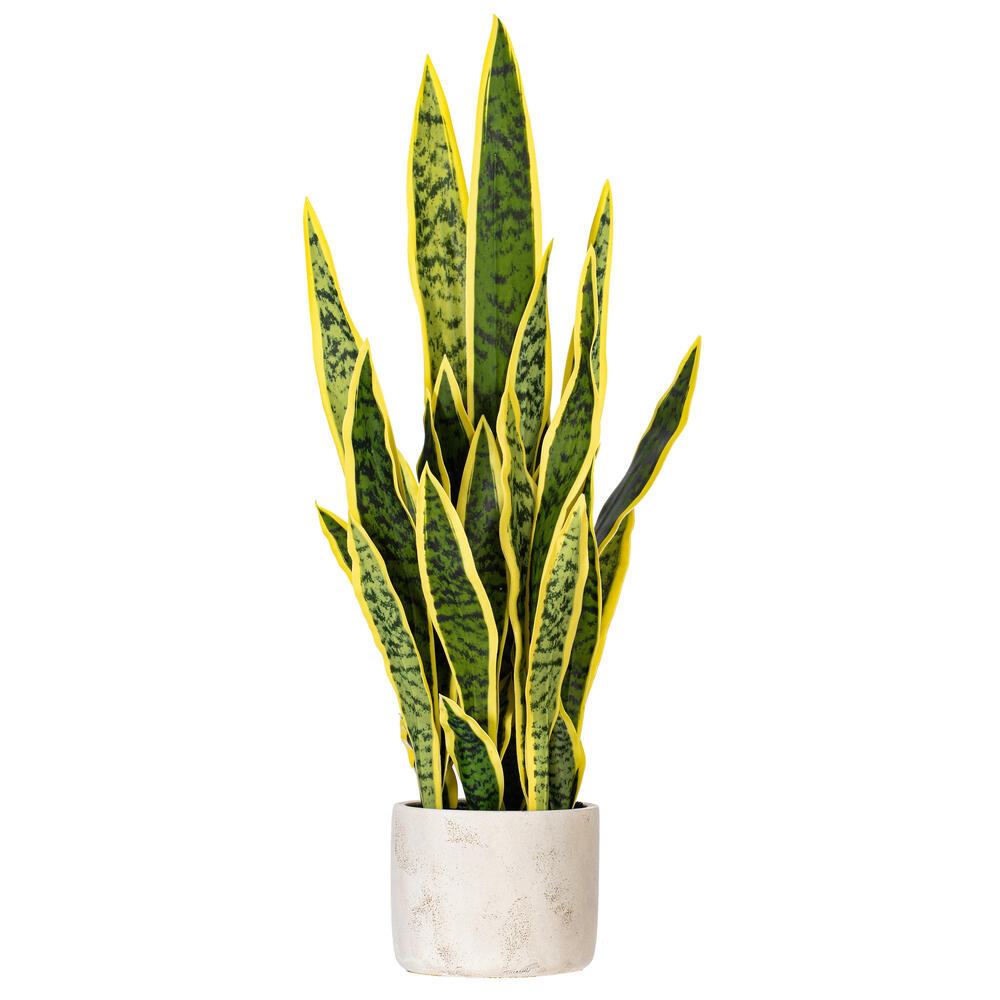 28" Green/Yellow Snake Plant Cement Pot