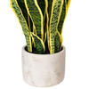 28" Green/Yellow Snake Plant Cement Pot - view 4 of 5