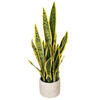 28" Green/Yellow Snake Plant Cement Pot - view 5 of 5
