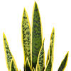 28" Green/Yellow Snake Plant Cement Pot - view 3 of 5