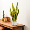28" Green/Yellow Snake Plant Cement Pot - view 2 of 5