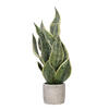 18" Green Snake Plant in Cement Pot - view 1 of 4