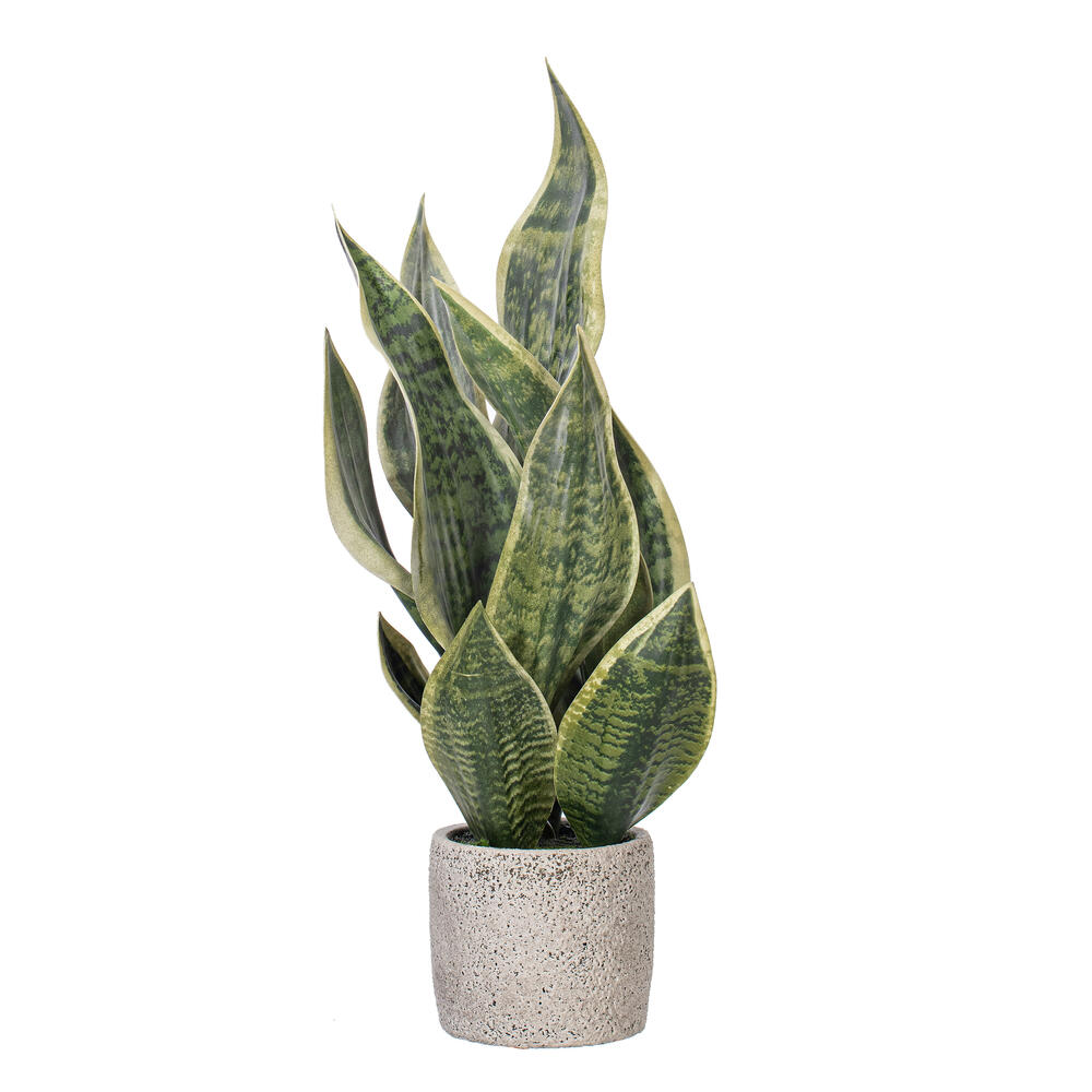 18" Green Snake Plant in Cement Pot