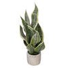 18" Green Snake Plant in Cement Pot - view 4 of 4