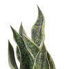 18" Green Snake Plant in Cement Pot - view 2 of 4
