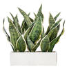 15" Green Snake Plant White Cement Pot - view 1 of 3