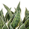 15" Green Snake Plant White Cement Pot - view 2 of 3