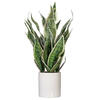 25" Green Snake Plant in Ceramic Pot - view 1 of 3