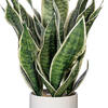 25" Green Snake Plant in Ceramic Pot - view 2 of 3