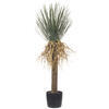 Vickerman Green Nolina Plant in Pot - view 1 of 5