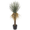 Vickerman Green Nolina Plant in Pot - view 5 of 5