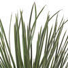 Vickerman Green Nolina Plant in Pot - view 3 of 5