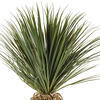 Vickerman Yucca Tree in Plastic Pot - view 3 of 5