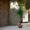 Vickerman Yucca Tree in Plastic Pot - view 2 of 5