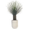 48" Green Nolina Palm Potted FT UV - view 1 of 5