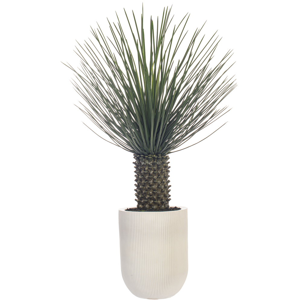 48" Green Nolina Palm Potted FT UV