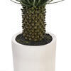 48" Green Nolina Palm Potted FT UV - view 4 of 5