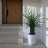 48" Green Nolina Palm Potted FT UV - view 2 of 5