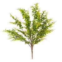 Royal Fern
