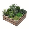 8" Potted Garden Grass - view 1 of 2