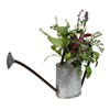 16.5" Potted Herb Plant - view 1 of 2
