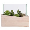 7Lx3.5Wx6H" Asst Succulents in Glass - view 1 of 3