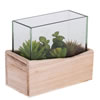 7Lx3.5Wx6H" Asst Succulents in Glass - view 2 of 3