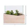 7Lx3.5Wx6H" Asst Succulents in Glass - view 3 of 3