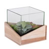 6Lx6Wx6H" Asst Succulents in Glass Wood - view 1 of 4