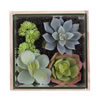 6Lx6Wx6H" Asst Succulents in Glass Wood - view 2 of 4