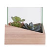 6Lx6Wx6H" Asst Succulents in Glass Wood - view 3 of 4