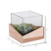 6Lx6Wx6H" Asst Succulents in Glass Wood - view 4 of 4