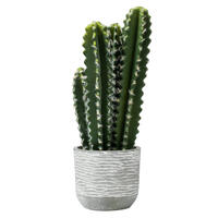 Green Cactus