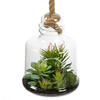 10" Green Asst Succulents in Glass Jar - view 4 of 6
