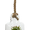 10" Green Asst Succulents in Glass Jar - view 5 of 6