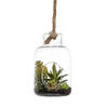 9" Green Asst Succulents in Glass Jar - view 1 of 5