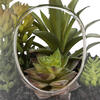 9" Green Asst Succulents in Glass Jar - view 3 of 5