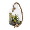 9" Green Asst Succulents in Glass Jar - view 2 of 5