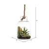9" Green Asst Succulents in Glass Jar - view 5 of 5