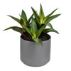 10" Green Potted Aloe - view 1 of 3