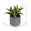 10" Green Potted Aloe - view 3 of 3