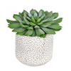6" Green Potted Succulent 2/Pk - view 1 of 4