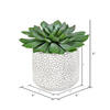 6" Green Potted Succulent 2/Pk - view 3 of 4