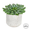 6" Green Potted Succulent 2/Pk - view 4 of 4